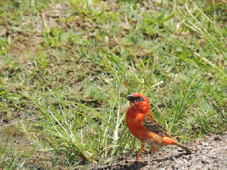 Vogel  Madagascar Cardinal Seychellen