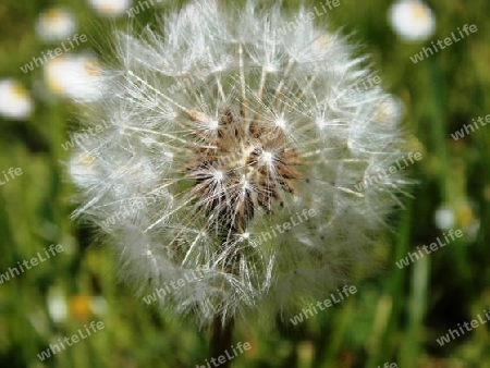 Pusteblume