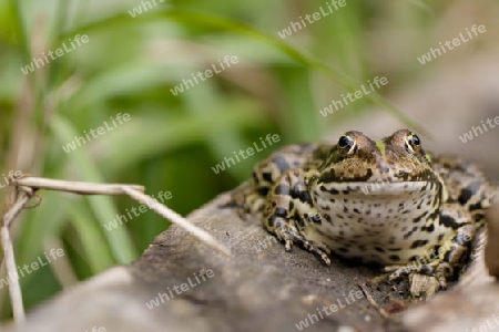 Portraet Seefrosch