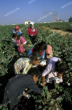 Eine Ernte auf einer Baumwolle Plantage bei Aleppo im norden von Syrien.