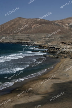 the Beach Playa de Garcey on the Island Fuerteventura on the Canary island of Spain in the Atlantic Ocean.