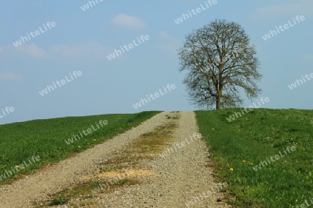 Weg zum Baum