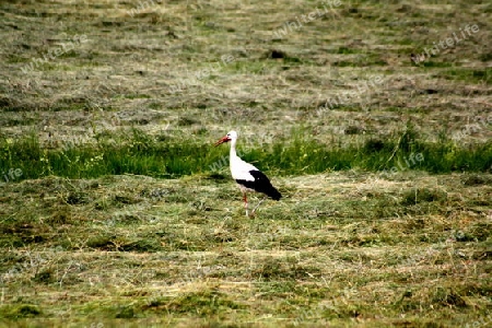 storch auf einem feld