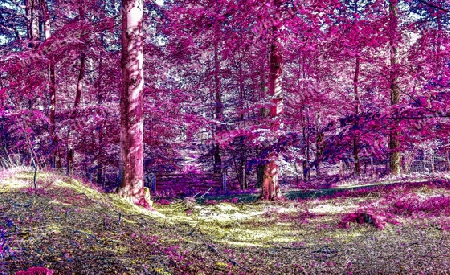 Beautiful pink and purple infrared panorama of a countryside landscape with a blue sky.