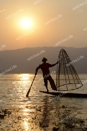 Fishermen at sunset in the Landscape on the Inle Lake in the Shan State in the east of Myanmar in Southeastasia.