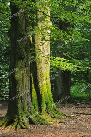 bemooste St?mme alter Buchen, Fagus, Urwald Sababurg, Hessen, Deutschland