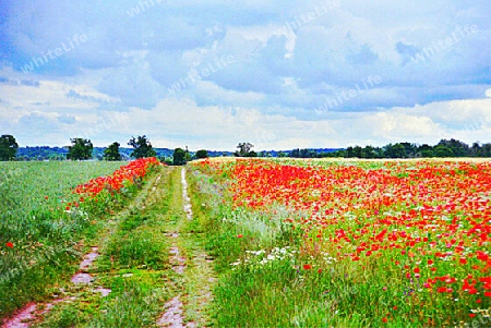 Die bunten Felder Potsdams