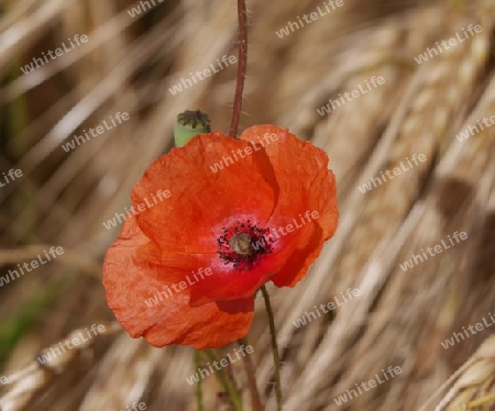 Mohnblume im Gerstenfeld