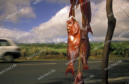 Fish sale on the roat near the city of St Leu on the Island of La Reunion in the Indian Ocean in Africa.