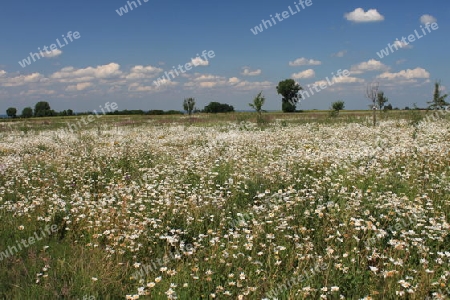 Blumenwiese in der Soester B?rde