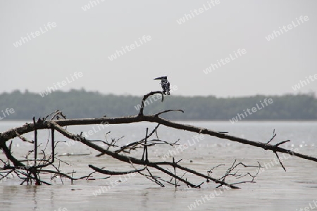 Eisvogel