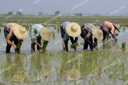 Rice farmers plant rice in a ricefield at the city of Nyaungshwe at the Inle Lake in the Shan State in the east of Myanmar in Southeastasia.