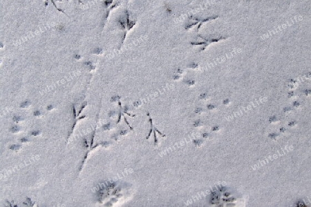 Tierspuren im Schnee