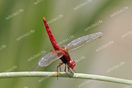 Crocothemis erythraea, Feuerlibelle, Segellibellen