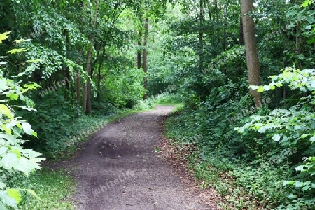 Beautiful view into a dense green forest with bright sunlight casting deep shadow.