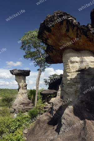 Die Landschaft und Pilzfoermigen Steinformationen im Pha Taem Nationalpark in der Umgebung von Ubon Ratchathani im nordosten von Thailand in Suedostasien.