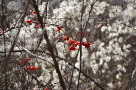 Rote Beeren