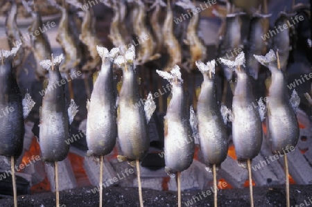 a fish  Shop in the City centre of Tokyo in Japan in Asia,



