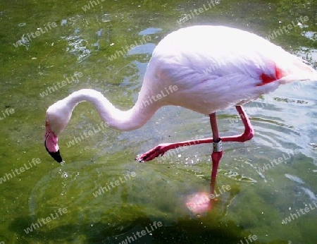 Flamingo 