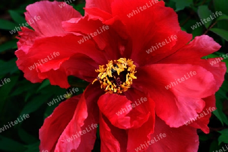 Paeonia