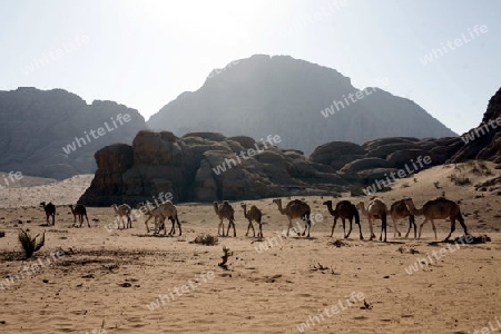 The Landscape of the Wadi Rum Desert in Jordan in the middle east.