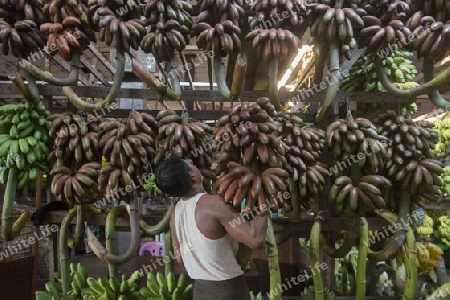 a big Banana Shop in a Market near the City of Yangon in Myanmar in Southeastasia.