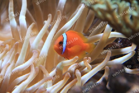 Binden Anemonenfisch