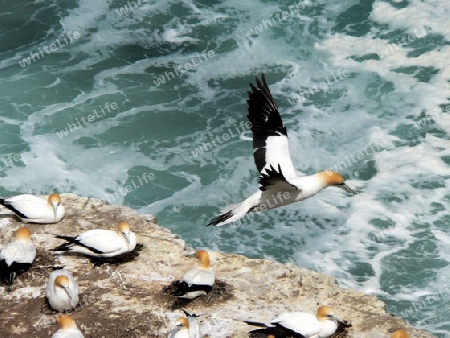 Australasian Gannet