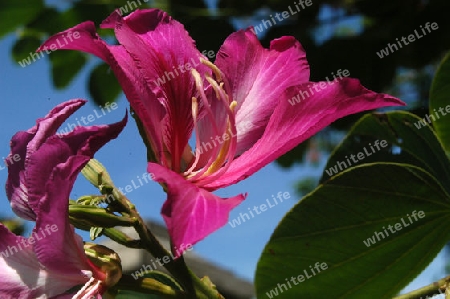 Orchideenbaum - Bauhinia variegata