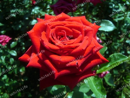 rote rose