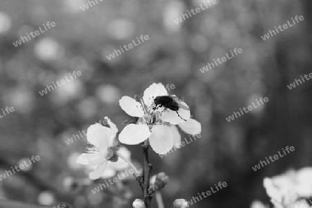 Fly on Flower