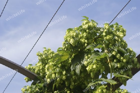 Hopfen