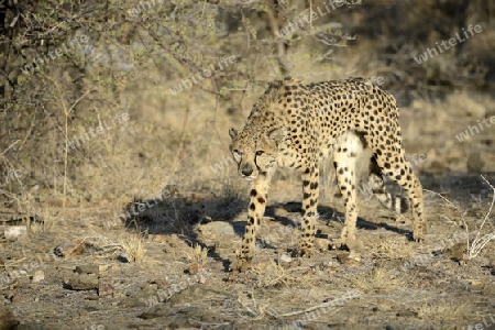 Gepard (Acinonyx jubatus) in dohender Haltung , Khomas Region, Namibia, Afrika