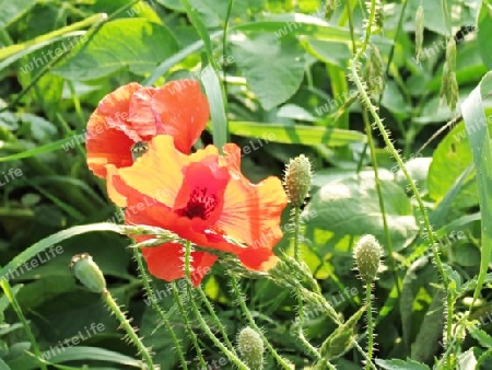 Klatschmohn