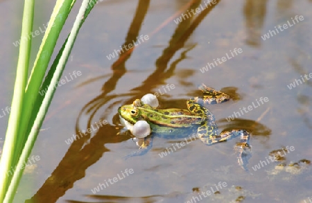 Grasfrosch beim quaken