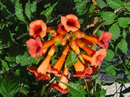 tompetenwinde - Campsis radicans