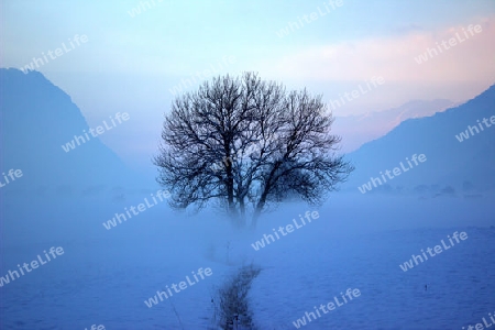 Baum im Nebel