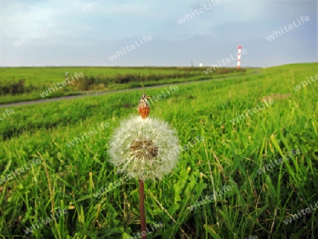 Pusteblume