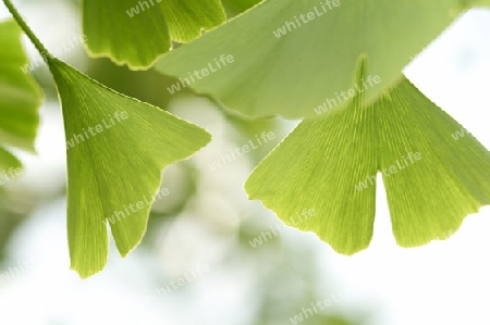 ginkgo