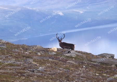 Abisko Nationalpark