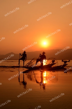 Fishermen at sunrise in the Landscape on the Inle Lake in the Shan State in the east of Myanmar in Southeastasia.