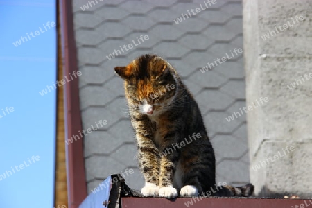 Katze schaut vom Dach runter