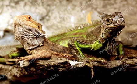 bartagame und gr?ner leguan auf einem felsen