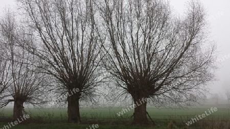 Weiden im Nebel