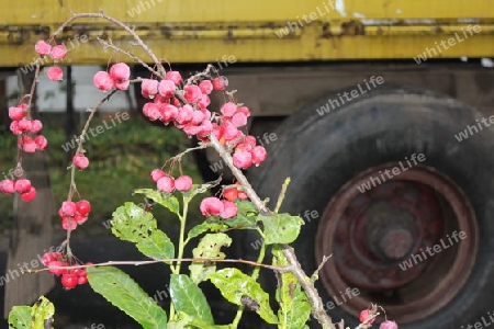 Blumen auf dem Bauernhof