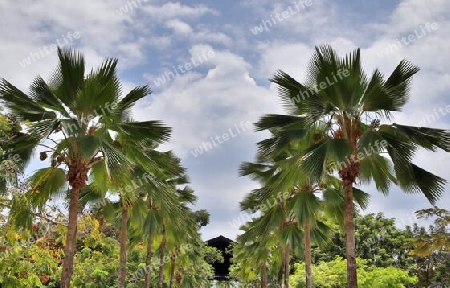 Beautiful palm trees at the beach on the tropical paradise islands Seychelles