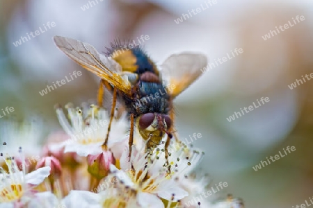 Igelfliege (Tachina fera)