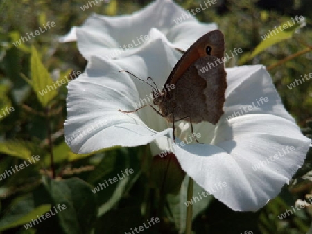 Wiesenvögelchen auf Wiggenblüte III