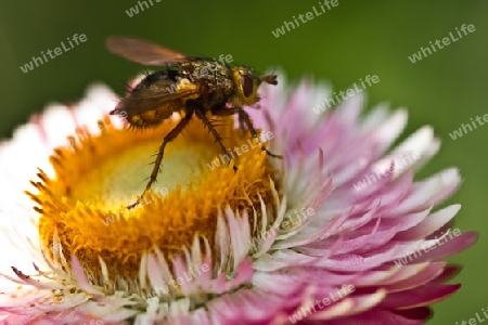 Strohblume mit Insekt