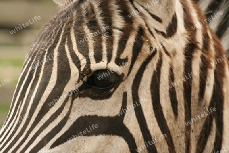 Zebra